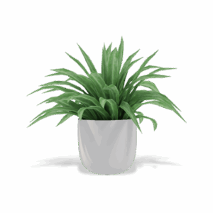 shop-bg-01