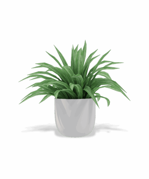 shop-bg-01